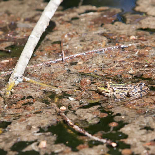 Froschkönig beim Sonnenbaden