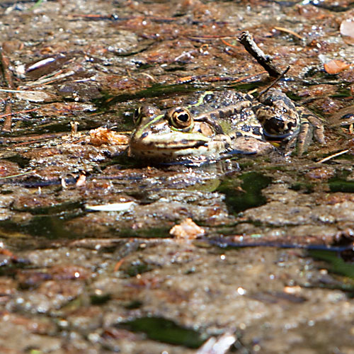 Froschkönig beim Sonnenbaden