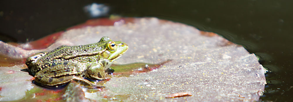 Frosch