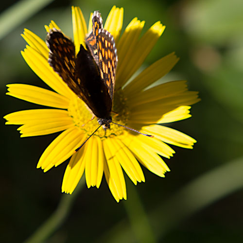 Sommervogel