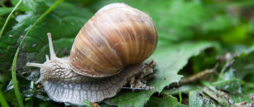 Schnecke im Regen 1
