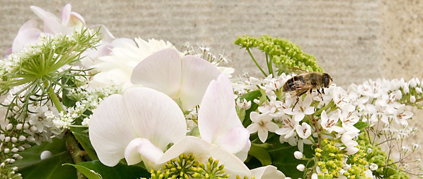 Biene auf weissen Blumen