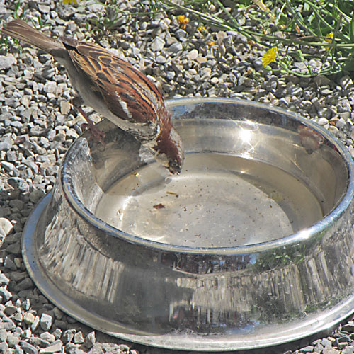 Trinkender Vogel auf Hundenapf