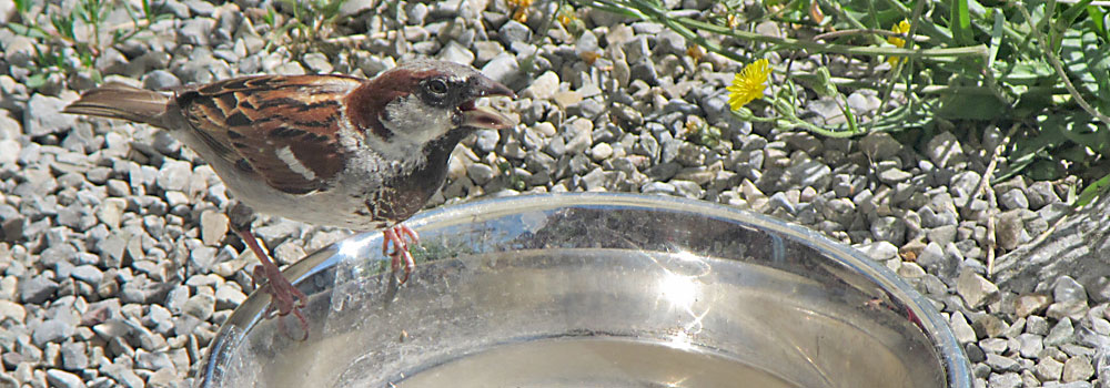 Vogel auf Hundenapf