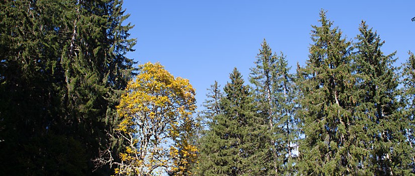 Herbstwald