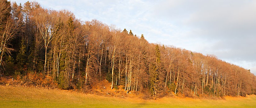 Weg nach Wald