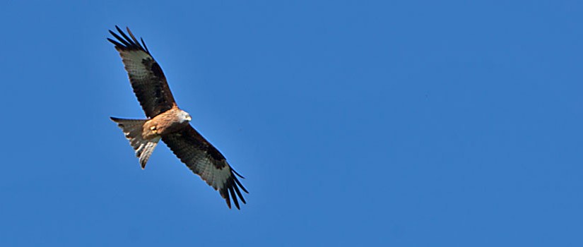 Adler