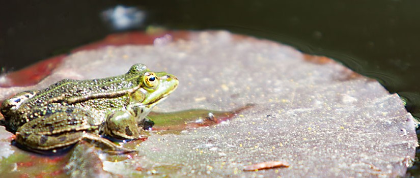 Frosch