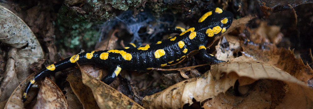 Feuersalamander
