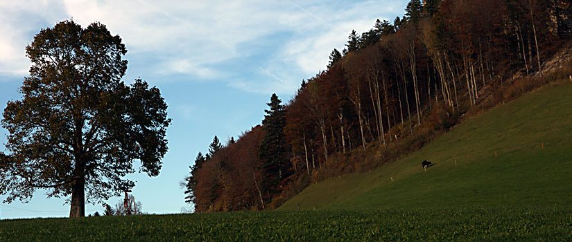 Gebet zum Meditationsbeginn
