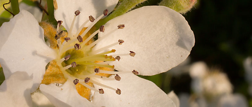 Birnenblüten