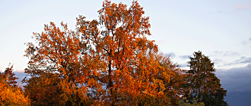 Herbstbäume am Genfersee
